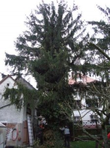 Baum mit Windbruchschäden zwischen zwei Gebäuden. Komplettfällung nicht möglich, Segmentfällung erforderlich.