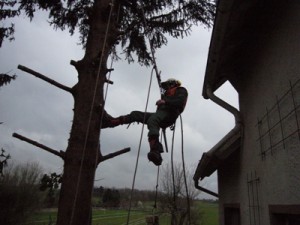 Astschnitt mittels Baumsteigergeschirr.